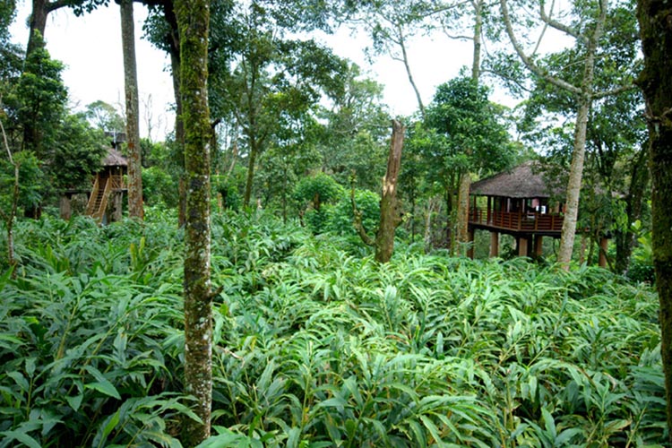 Carmelia Haven Tree House