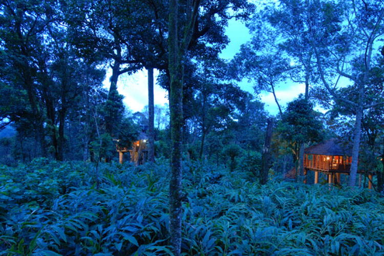 Carmelia Haven Tree House