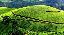 munnar